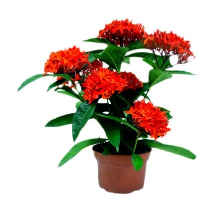 Ixora Mini Red